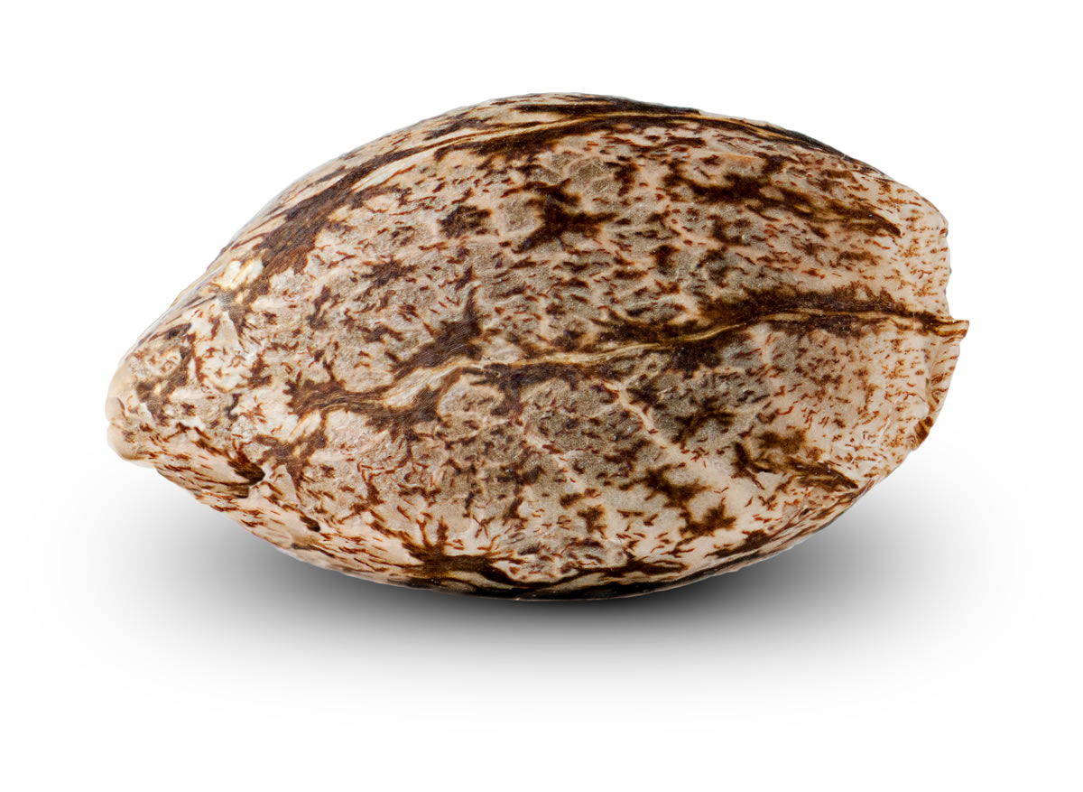 Selección de semillas de cannabis de calidad